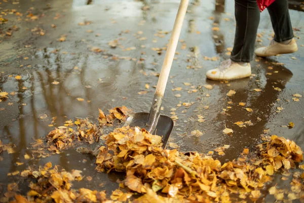 Cosechando Hojas Otoño Hombre Quita Las Hojas Con Una Pala — Foto de Stock