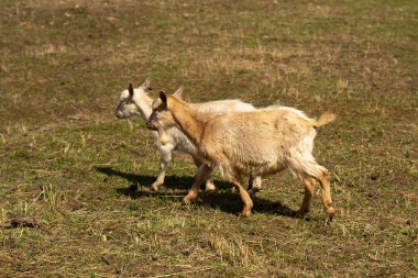 Beyaz bir keçi çimlerde koşar. Çiftlikteki bir hayvan. Keçi harekete geçti..