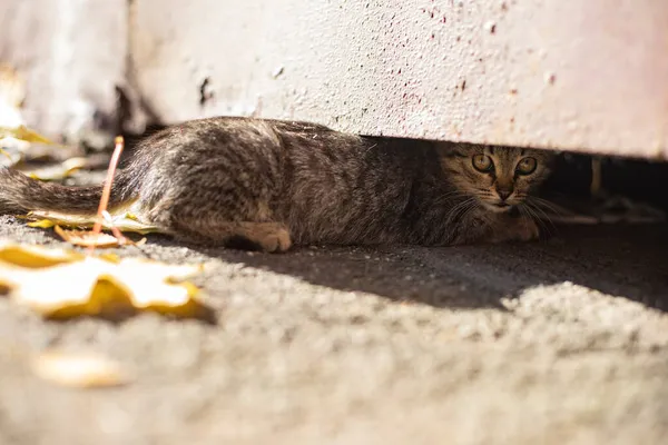 Gattino Nasconde Nel Seminterrato Gattino Randagio Strada Animale Domestico Fugge — Foto Stock