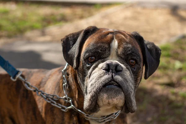 Boxeador Raza Canina Retrato Perro Mascotas Una Cadena Caminando Una — Foto de Stock