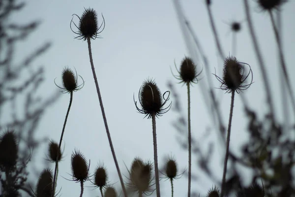 Kuru Bitkilerin Arka Planı Dikenli Bir Bitkinin Kökleri Gökyüzüne Karşı Stok Fotoğraf