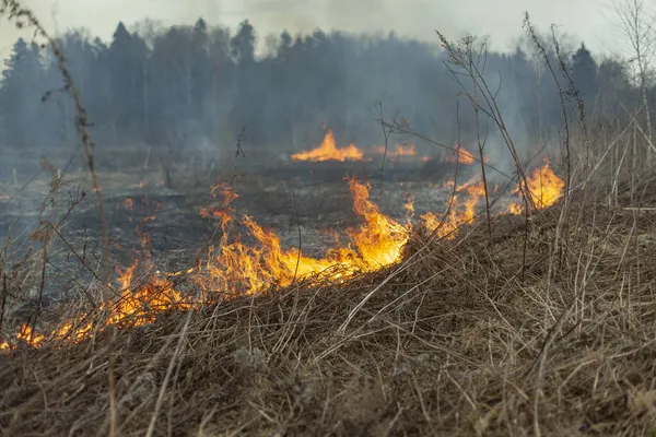 Καίγεται Γρασίδι Χωράφι Έπιασε Φωτιά Την Άνοιξη Επικίνδυνη Κατάσταση Πυρκαγιά — Φωτογραφία Αρχείου