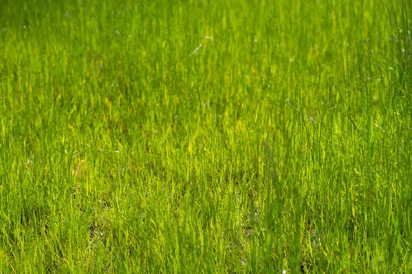 Zöld Gyepet Napfényben Fiatal Növények Szerkezete Puha Pázsit — Stock Fotó
