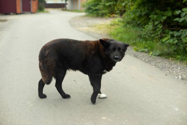 Yolda siyah bir köpek var. Kırsalda başıboş bir köpek. Tehlikeli evcil hayvan. Bir hayvandaki siyah saçlar.