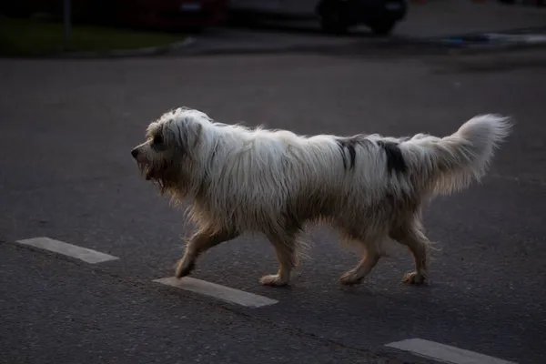 Cão Atravessa Estrada Cão Cabelos Brancos Viola Regras Estrada Cruzamento — Fotografia de Stock