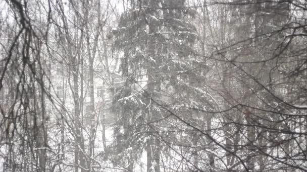 窗外下着雪 外面下着雪 雪缓缓飘扬 降雪纹理 — 图库视频影像