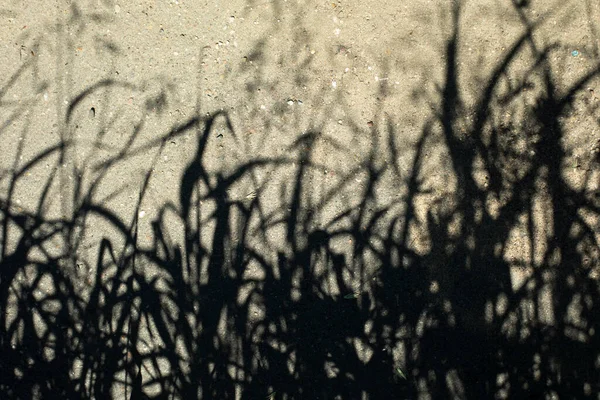 Σκιά Φυτών Φόντο Σιλουέτες Των Βοτάνων Υφή Που Απεικονίζει Κορδέλα — Φωτογραφία Αρχείου
