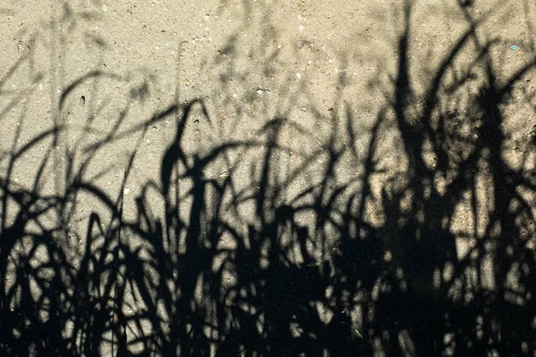 Sombra Vegetal Siluetas Fondo Hierbas Textura Que Representa Cinta Planta — Foto de Stock