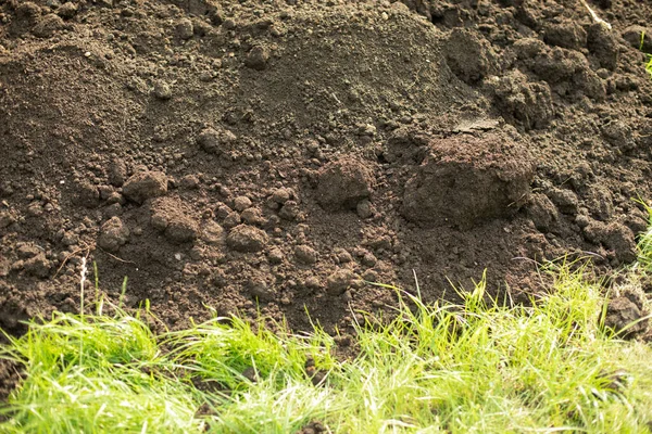 Soil Green Grass Land Planting Black Earth Trace Elements Garden — Stock Photo, Image