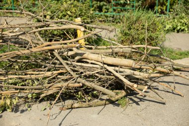 Bahçıvanla dalları kes. Bahçıvan çalıları kesti. Ağaçlar yığılmıştı. Kesilmiş bitkiler..