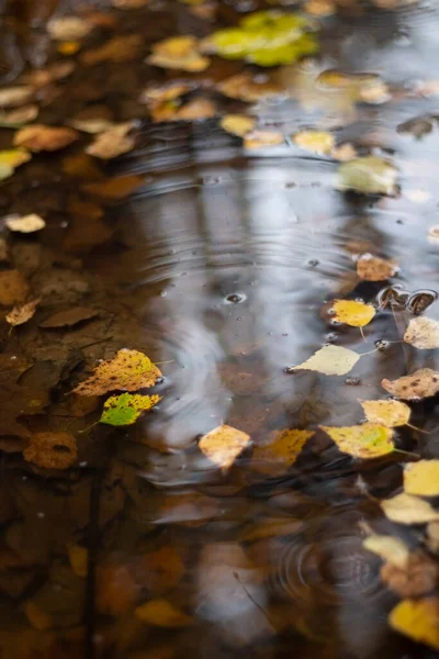 Őszi Lombozat Vízben Levelek Pocsolyában Lebegnek Ősz Színei Vízfelszín Nedves — Stock Fotó