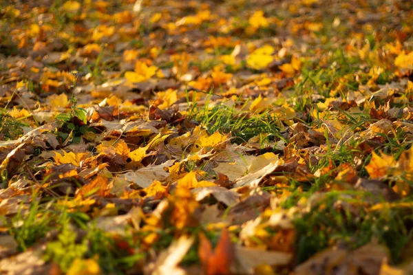 黄色枫叶 秋天的枯叶 秋天的色彩在自然界中 落叶季节公园的详情 — 图库照片