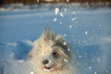 Kardaki köpek. Evcil hayvanla yürüyorum. Kışın parkta beyaz saçlı bir köpek. Hayvan güneşli bir günde.