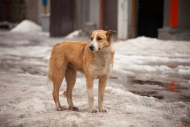 Kışın başıboş bir köpek. Sokak köpeği. Hayvanlar terk edildi. Sahibini ara. Kırmızı renk.