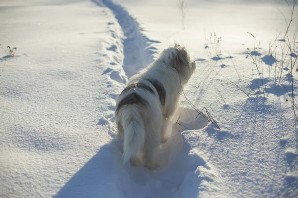 Hund Schnee Wandern Mit Haustier Hund Mit Weißem Haar Winter — Stockfoto