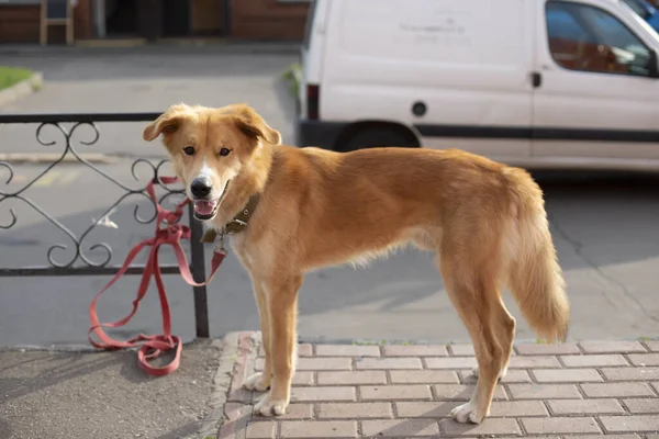 Perro Está Esperando Dueño Calle Animal Está Atado Cuerda Mascota — Foto de Stock