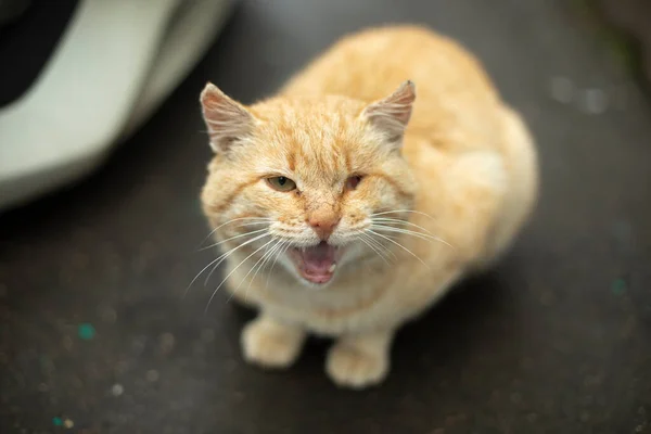 Katt Utan Öga Ett Vilt Djur Gatan Röd Katt Ber — Stockfoto