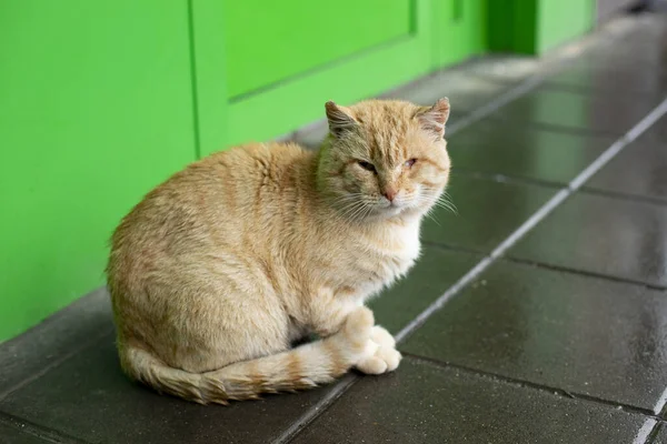 Cat Eye Stray Animal Street Red Cat Asks Food Lost — Stock Photo, Image