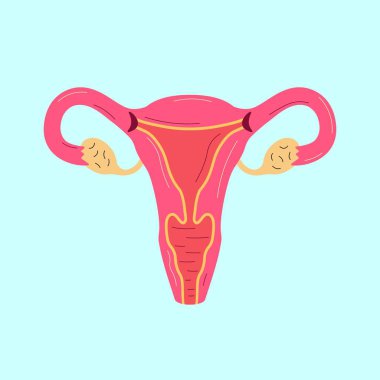 Dişi üreme sistemi düz tasarım. Kadın iç organlarının tıbbi posteri, çağdaş anatomi konsepti. Moda vektör illüstrasyonu
