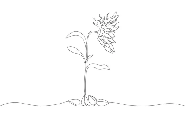 Een continue lijntekening van zonnebloem met zaden. Trendy met de hand getekende bloem, minimalistisch ontwerp voor posters, print. Vectorillustratie — Stockvector