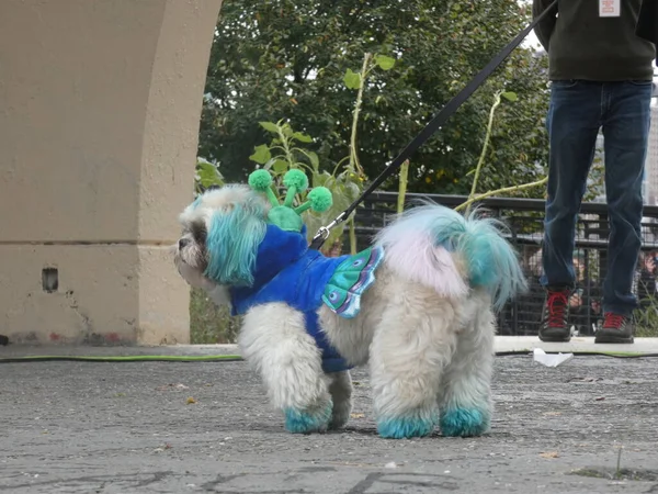 Feisty Costume Manhattan Canines Stage Werelds Grootste 31E Jaarlijkse Hondenparade — Stockfoto