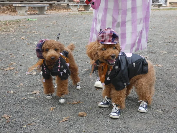 Feisty Costumed Manhattan Canines Palco Maior 31St Desfile Anual Cães — Fotografia de Stock
