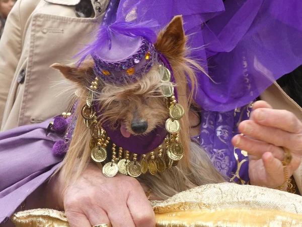 Feisty Costumed Manhattan Canines Organise 31E Défilé Canin Annuel Grand — Photo