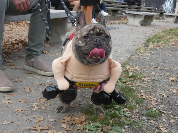 Feisty Costume Manhattan Canines Stage Werelds Grootste 31E Jaarlijkse Hondenparade — Stockfoto