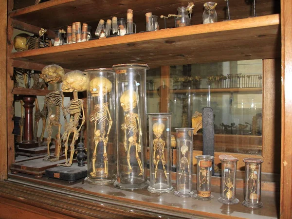 2009 Collection Organs Anatomical Department University Lisbon 2021 리스본 포르투갈 — 스톡 사진