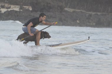  Sörf Köpek Festivali, Miami Sahili 'nde, Natal' da yapılır. 27 Kasım 2021, Natal, Rio Grande do Norte, Brezilya: Sahipleri ve eğitmenleriyle birlikte köpekler, Natal 'daki Miami plajında düzenlenen Sörf Köpeği Festivali sırasında denize giriyor.