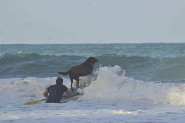 Surf Dog Festival Acontece Miami Beach Natal Novembro 2021 Natal — Fotografia de Stock