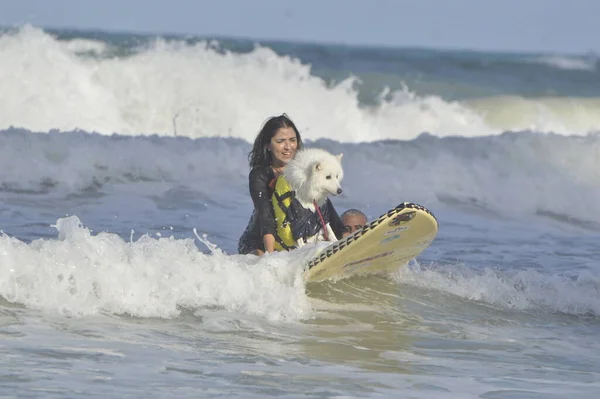 Festiwal Surf Dog Odbywa Się Miami Beach Natal Listopada 2021 — Zdjęcie stockowe