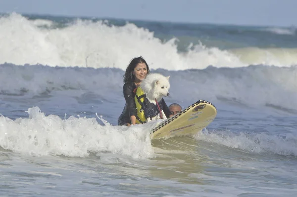 Sörf Köpek Festivali Miami Sahili Nde Natal Yapılır Kasım 2021 — Stok fotoğraf