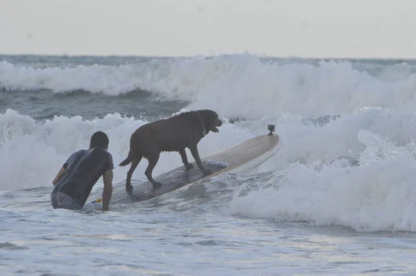 サーフィンドッグフェスティバルは ナタールのマイアミビーチで開催されます ブラジル グランデ ノルテ州 2021年11月27日 所有者とインストラクターを持つ犬は ナタールのマイアミビーチで開催されるサーフドッグフェスティバル中に海に入ります — ストック写真