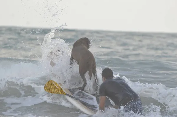 冲浪狗节在纳塔尔的迈阿密海滩举行 2021年11月27日 巴西北里约格朗德州纳塔尔市 在纳塔尔市迈阿密海滩举行的冲浪狗狗节期间 狗狗们和它们的主人以及老师一起入海 — 图库照片