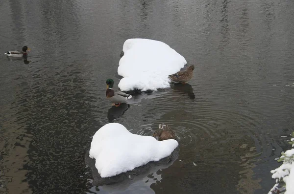 Snowfall Central Park January 2022 New York Usa First Awaited — Photo