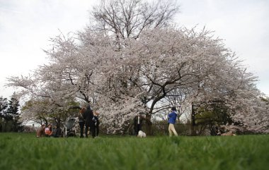 Central Park 'ın büyük çimleri halka açıldı. 11 Nisan 2022, New York, ABD: Salgın döneminde Central Park 'ın büyük bahçesi kapatıldıktan sonra halka açıldı. Çok az insan piknik yaparken, müzik dinlerken görülüyor.
