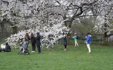 Central Park 'ın büyük çimleri halka açıldı. 11 Nisan 2022, New York, ABD: Salgın döneminde Central Park 'ın büyük bahçesi kapatıldıktan sonra halka açıldı. Çok az insan piknik yaparken, müzik dinlerken görülüyor.