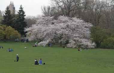 Central Park 'ın büyük çimleri halka açıldı. 11 Nisan 2022, New York, ABD: Salgın döneminde Central Park 'ın büyük bahçesi kapatıldıktan sonra halka açıldı. Çok az insan piknik yaparken, müzik dinlerken görülüyor.