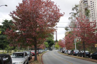 5 Mayıs 2022, Curitiba, Parana, Brezilya: Temsilci Heitor Alencar Furtado Caddesi 'nde, Curitiba' daki Mossungue mahallesinde, çiçek açan ağaçların güzelliği için Autumn Caddesi olarak adlandırılan hareketlilik. 