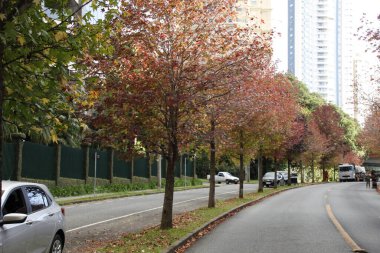 May 5, 2022, Curitiba, Parana, Brazil: Movement on the Deputado Heitor Alencar Furtado Street, in the neighborhood of Mossungue, in Curitiba, popularly called Autumn Street for the beauty of the flowering trees. 
