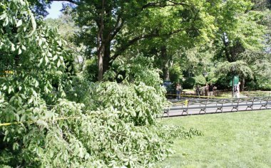 Central Park Hayvanat Bahçesi 'nin önündeki Sağanak Yağmurdan Düşen Ağaç. 29 Mayıs 2022, New York, ABD: Büyük bir ağacın bazı dalları, Central Park hayvanat bahçesinin önündeki şiddetli yağış nedeniyle devrildi