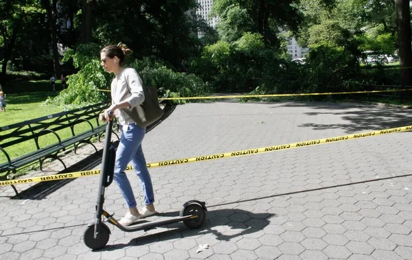 Árvore Caída Devido Fortes Chuvas Frente Zoológico Central Park Maio — Fotografia de Stock