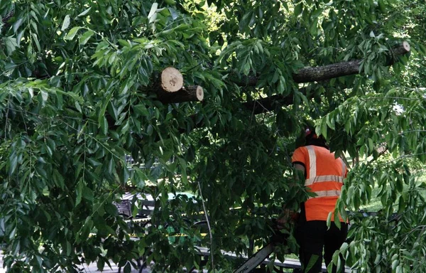 Árvore Caída Devido Fortes Chuvas Frente Zoológico Central Park Maio — Fotografia de Stock