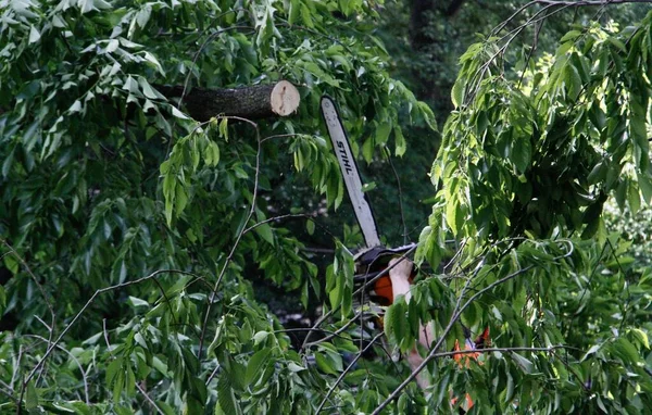 Árvore Caída Devido Fortes Chuvas Frente Zoológico Central Park Maio — Fotografia de Stock