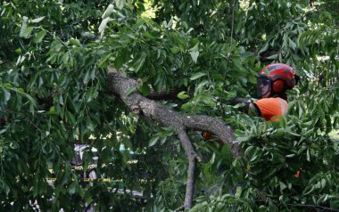 Central Park Hayvanat Bahçesi 'nin önündeki Sağanak Yağmurdan Düşen Ağaç. 29 Mayıs 2022, New York, ABD: Büyük bir ağacın bazı dalları, Central Park hayvanat bahçesinin önündeki şiddetli yağış nedeniyle devrildi