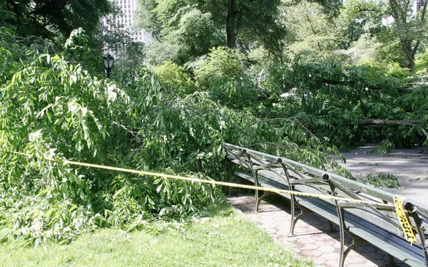 Fallen Tree Due Heavy Rainfall Front Central Park Zoo May — Stock Photo, Image