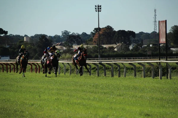 Horse Racing Jockey Clube Parana Curitiba July 2022 Curitiba Parana — Stock Fotó