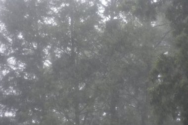Rainstorm in New York. August 9, 2022, New York, USA: Rainstorm in New York, New York as rainwater almost everywhere on Earth has unsafe levels of forever chemicals, according to new research