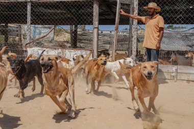 Palestinian collects stray dogs and provides animal care in Gaza. September 6, 2022, Gaza, Palestine: Palestino collects stray dogs and takes them to a place he prepared in advance to care for the animals, in Gaza, Palestine, on Tuesday (6).